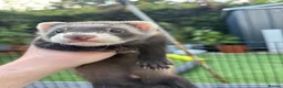 Ferret rodents for sale: Ferret kits for sale - Advert 8
