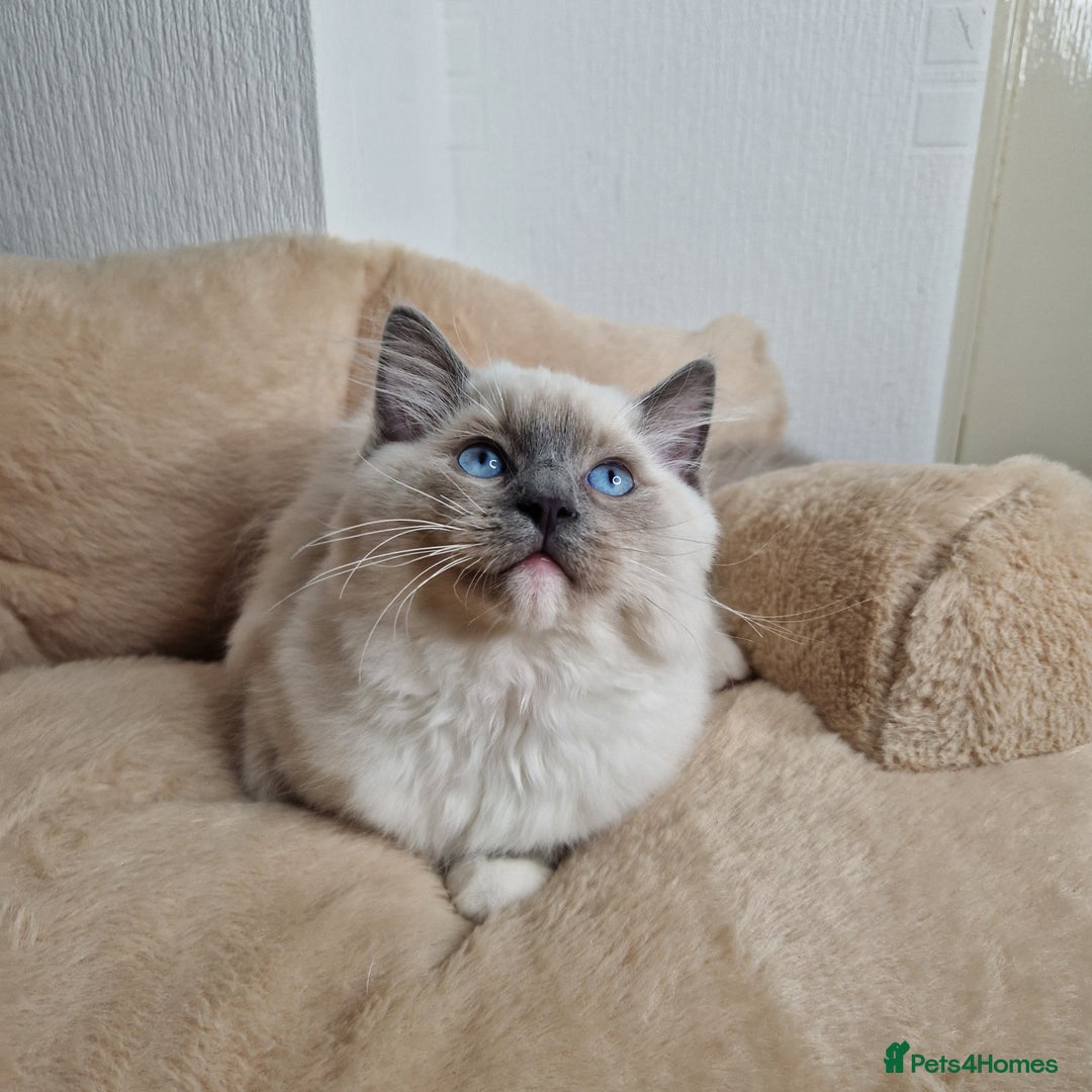 Ragdoll cats for sale: Ragdoll kittens  - Image 7