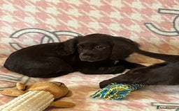 Cocker Spaniel dogs for sale: Cocker spaniel pups - Image 3
