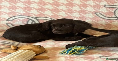 Cocker Spaniel dogs - Advert 10
