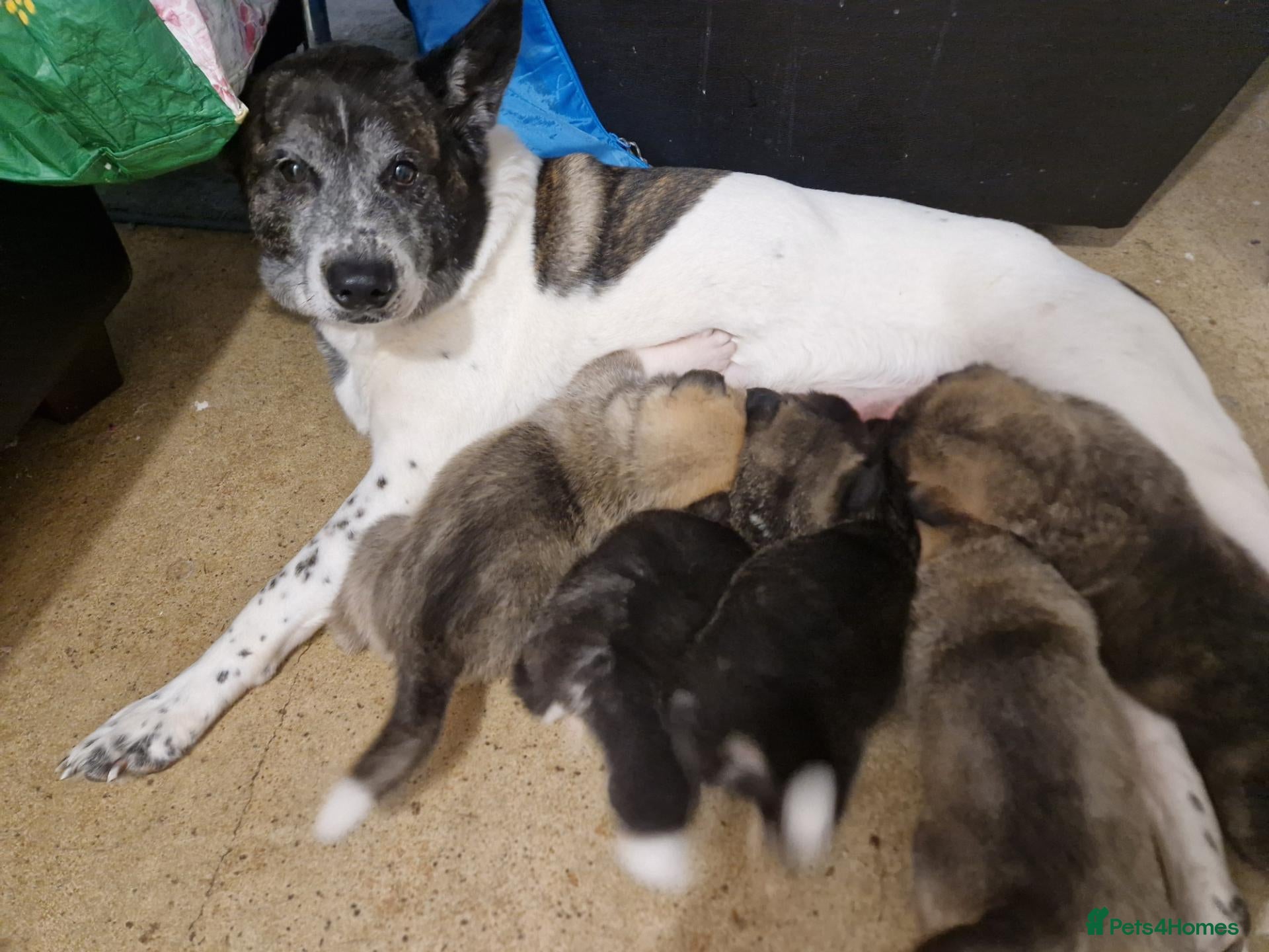 Mixed Breed dogs Akita × alaskan malamute puppies - Advert 1