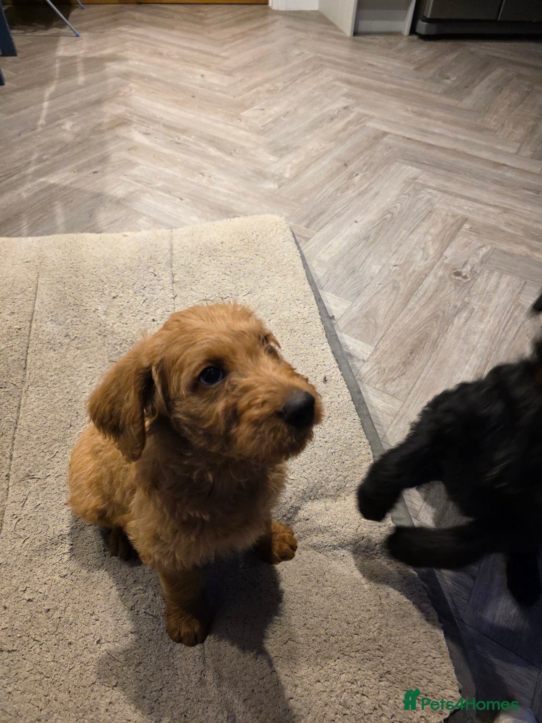 Labradoodle dogs for sale: F1 labradoodles - Image 12