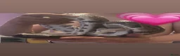 Python Snake reptiles for sale: Ball python  - Advert 4