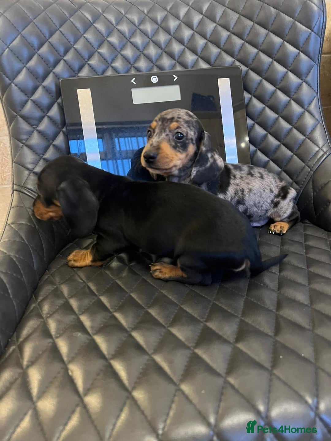 Dachshund dogs for sale: Dachshund puppies  - Advert 22