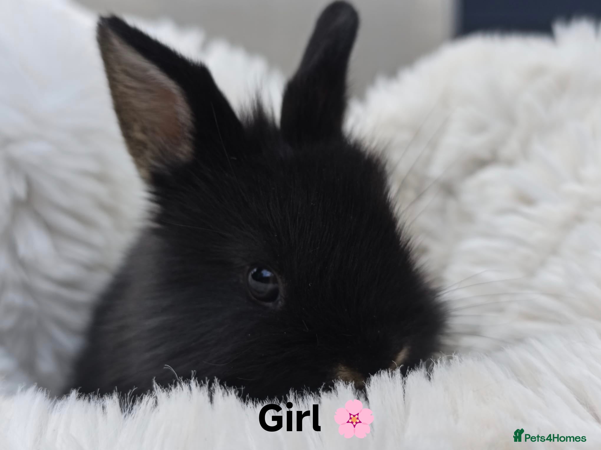 Mini Lop rabbits Rare Mini Lion Lops ready 3rd July  - Advert 2