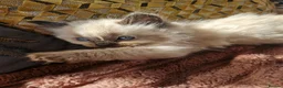 Ragdoll cats for sale: Beautiful Farm Bred Ragdoll Kitten  - Advert 3