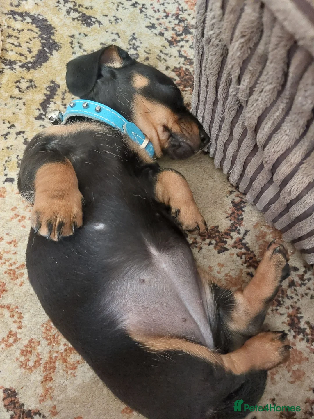 Miniature Dachshund dogs for sale: Miniature dachshund  - Advert 9