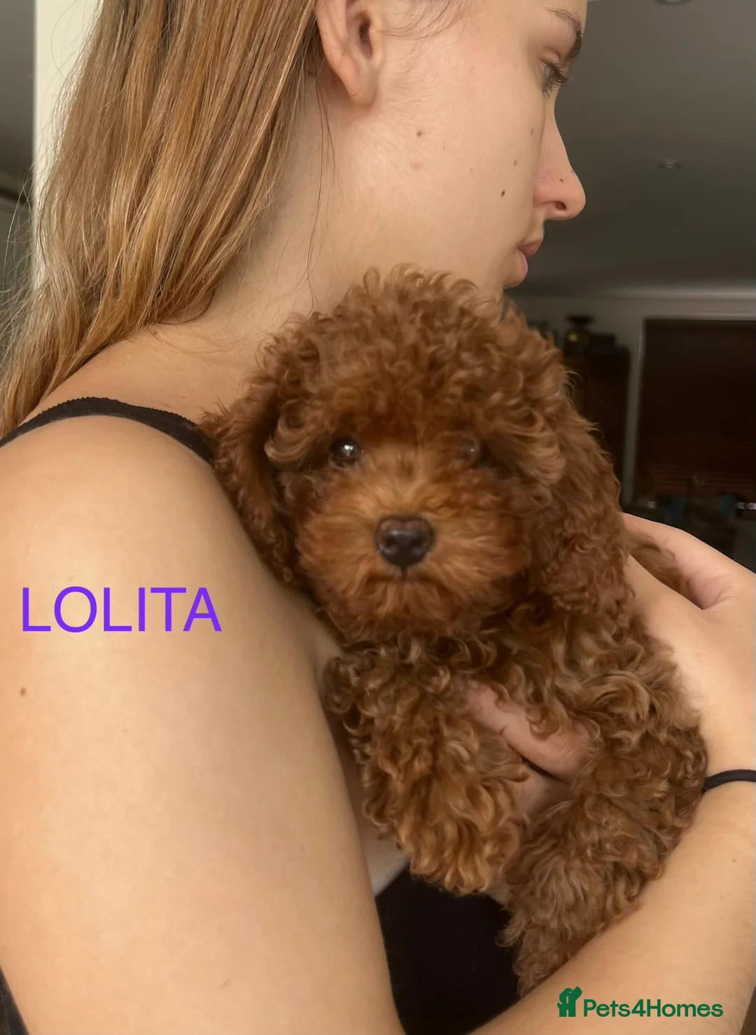 Cavapoo dogs for sale: Toy red teddy bear F1B Cavapoos by Asian toy dad in Chigwell - Advert 38