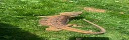 Bearded Dragon reptiles for sale: Beautiful female bearded dragon - Advert 3