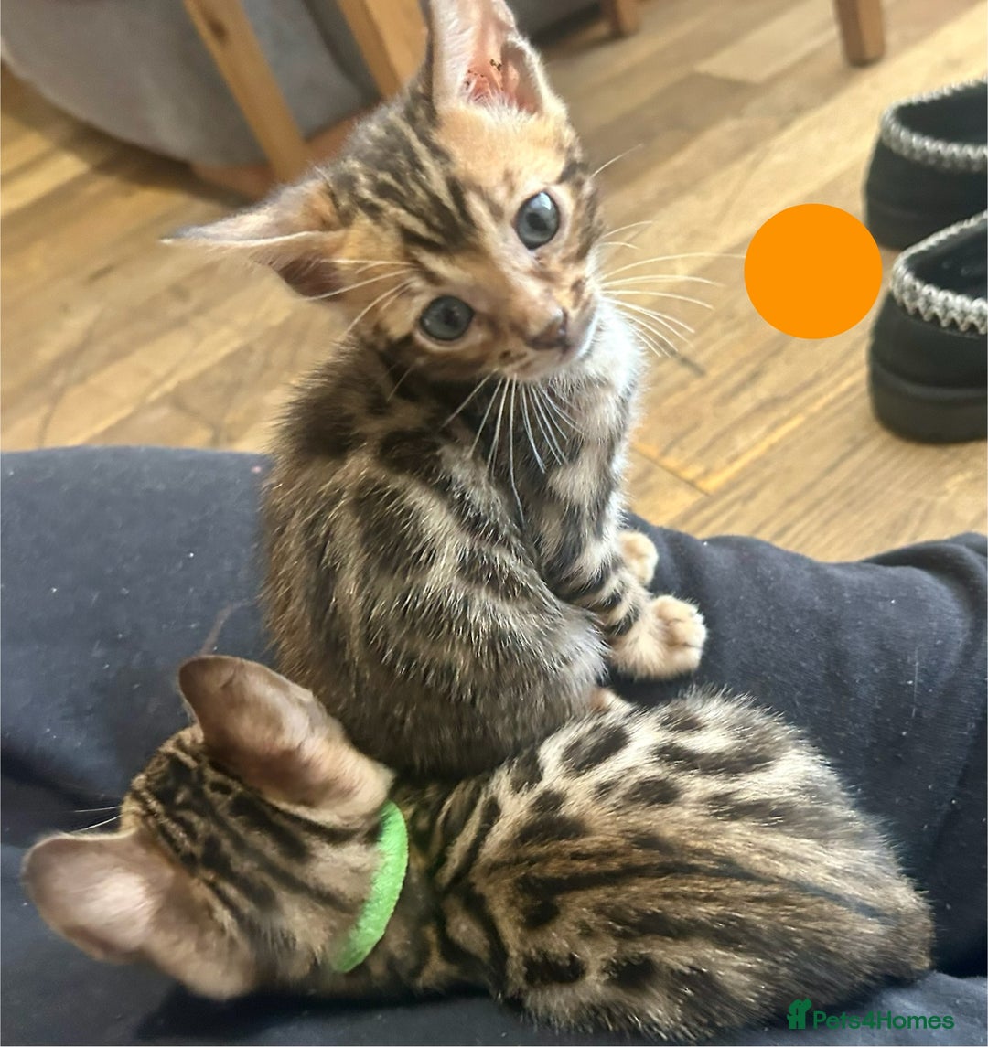 Bengal cats for sale: 6 Gorgeous Bengals kittens ready for reservation  - Image 5