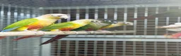 Conures birds for sale: Baby pineapple conure - Advert 5