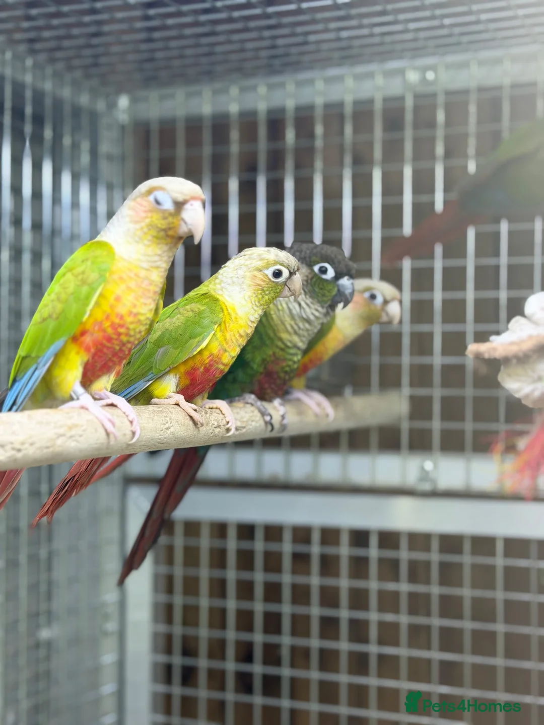 Conures birds for sale: Baby pineapple conure - Advert 5