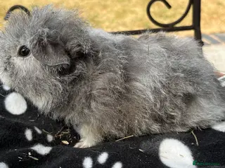 Guinea Pig rodents Guniea pigs - Advert 6
