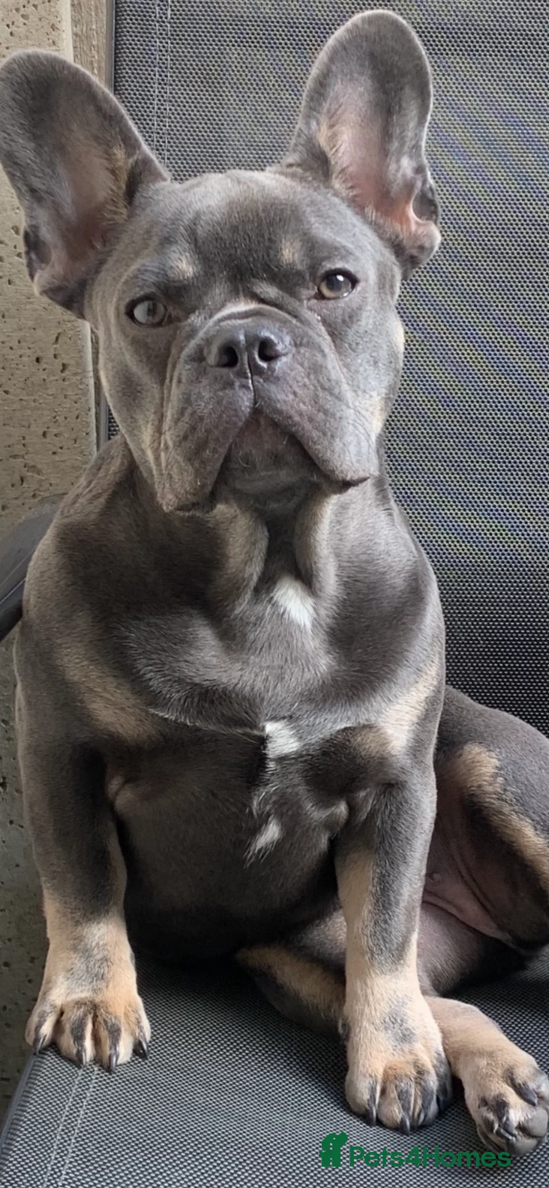 French Bulldog dogs for sale: Two puppies 1 of each sex - Advert 10