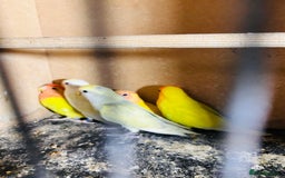 Lovebirds birds for sale: Lutino/pied peach face lovebirds for sale  - Image 8