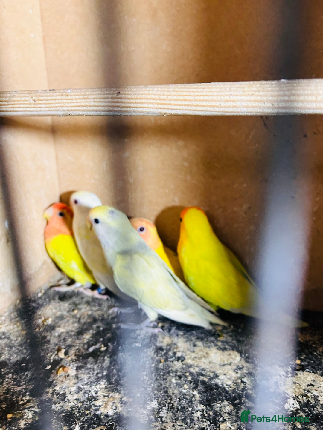 Lovebirds birds for sale: Lutino/pied peach face lovebirds for sale  - Image 8