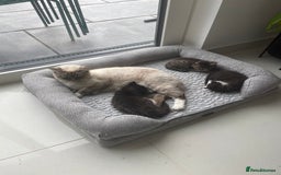 Mixed Breed cats for sale: Bengal x Ragdoll x Tabby kittens ready to go💕 - Image 10