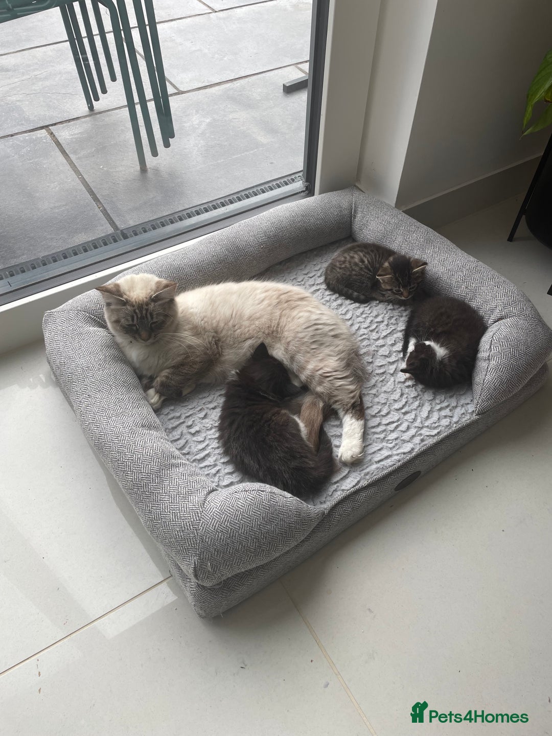 Mixed Breed cats for sale: Bengal x Ragdoll x Tabby kittens ready to go💕 - Image 10