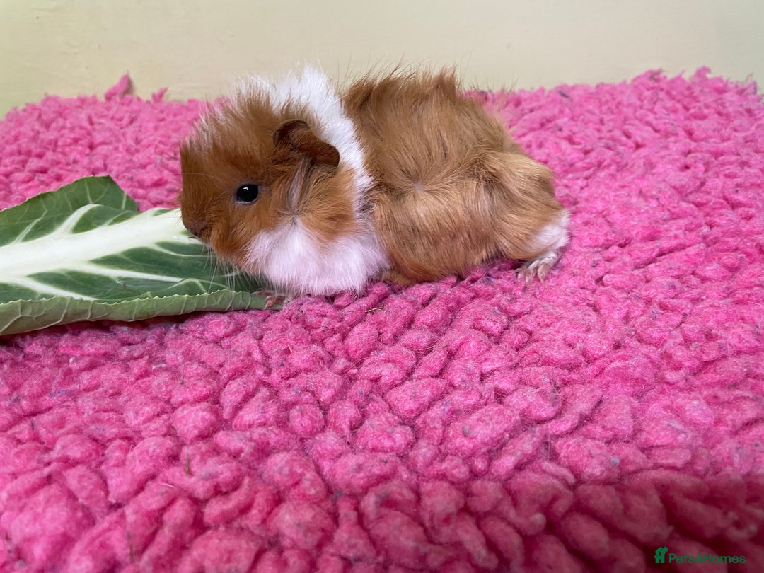 Guinea Pig rodents for sale: Baby piggies and a 9month old - Advert 4