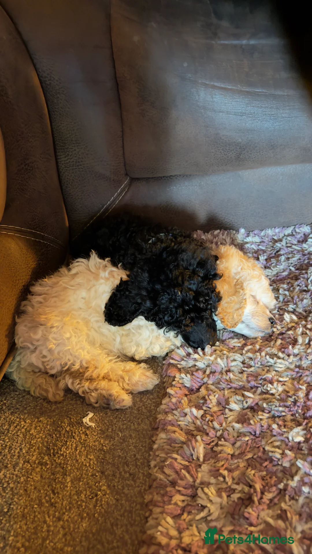 Miniature Poodle dogs for sale: Beautiful Miniature Poodles Puppies!!  - Advert 4