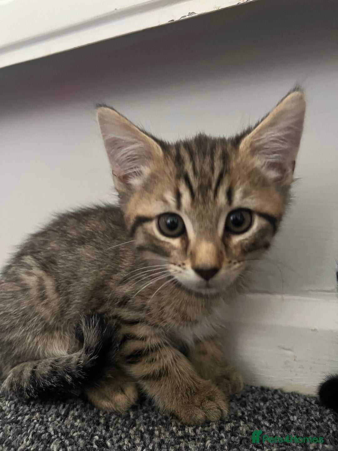 Maine Coon cats for sale: 2 boy kittens ready to go  - Image 6
