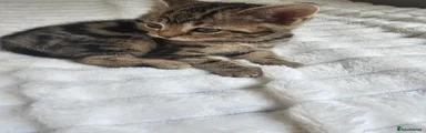 Mixed Breed Kitten 4