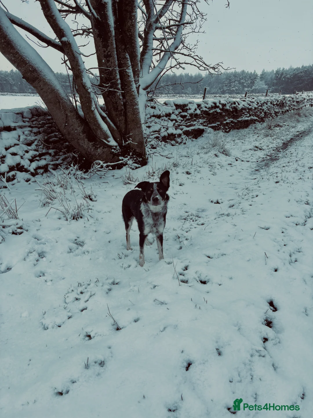 Border Collie dogs for sale: Blue  in Leyburn - Advert 12