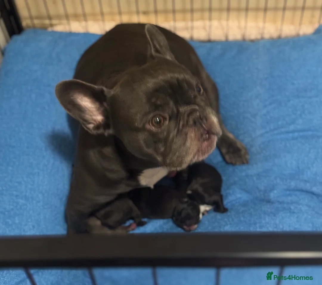 French Bulldog dogs for sale: French Bulldog Puppies - Advert 1