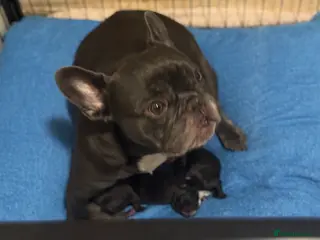 French Bulldog dogs French Bulldog Puppies - Advert 3