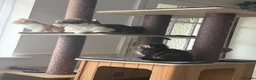 Scottish Fold cats for sale: Adorable kittens - Advert 9