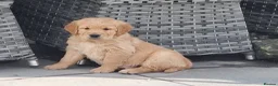 Golden Retriever dogs for sale: Beautiful litter of Golden Retriever puppies 🐶  - Advert 12