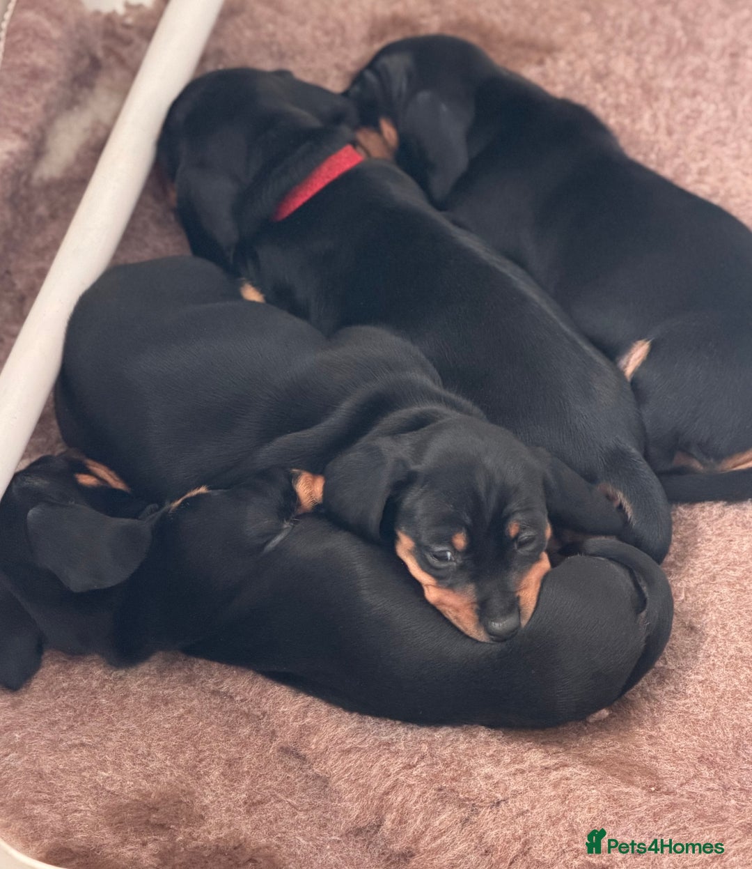 Miniature Dachshund dogs for sale: Miniature Smooth Haired Dachshund Puppies  - Advert 2