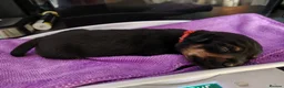 Jackshund dogs for sale: Jackhounds - Advert 15