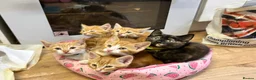 Mixed Breed cats for sale: Beautiful Ginger & Tortoiseshell Kittens in Faringdon - Advert 8