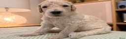 Goldendoodle dogs for sale: Goldendoodle Puppies - Advert 25