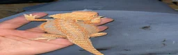 Bearded Dragon reptiles for sale: Hypo bearded dragon  - Advert 3