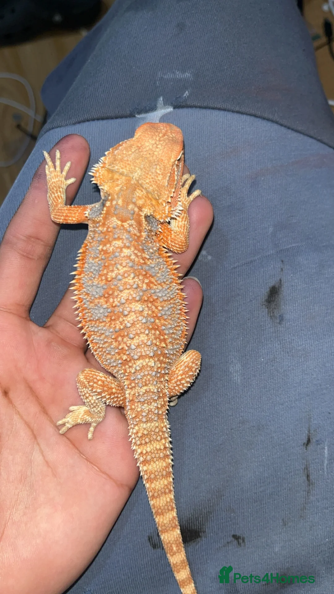 Bearded Dragon reptiles for sale: Hypo bearded dragon  - Advert 3
