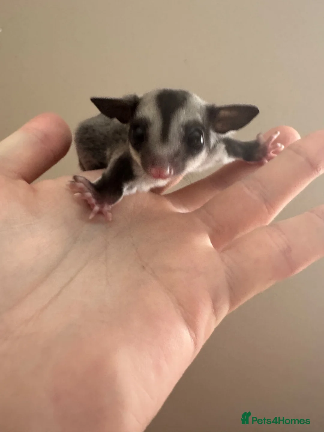 Sugar Glider rodents for sale: Black beauty male sugar glider  - Advert 4