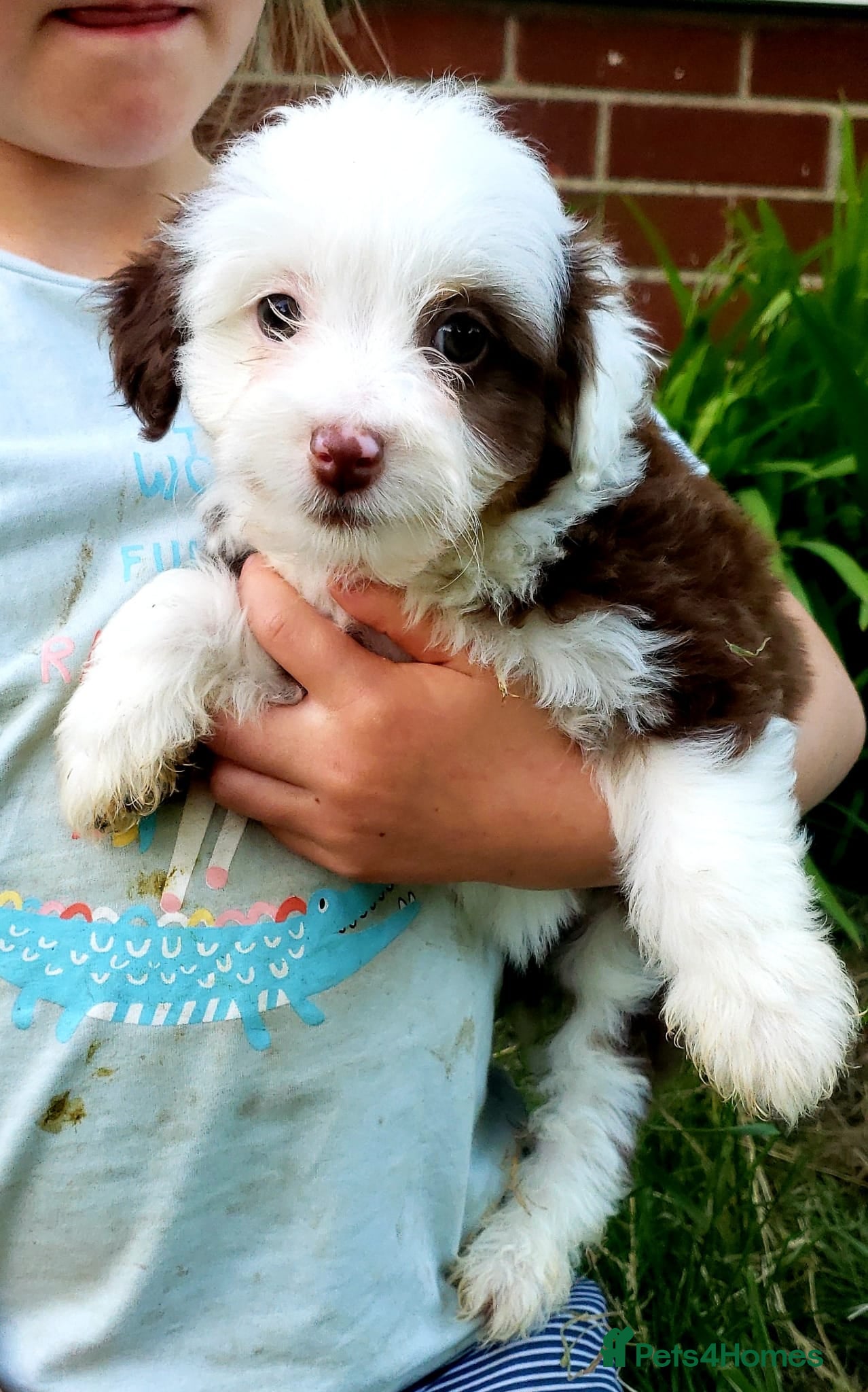 Aussiedoodle dogs Aussiedoodle puppies available now - Advert 2