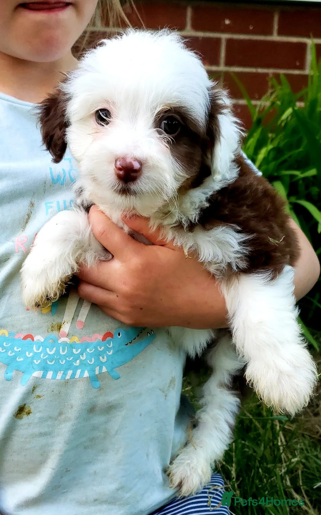 Aussiedoodle dogs for sale: Aussiedoodle puppies available now - Advert 1