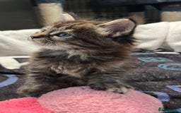 Maine Coon cats for sale: Stunning Half Maine coon kittens  - Image 18