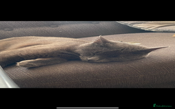 Chartreux cats for sale: 3 kittens for new homes - Image 10