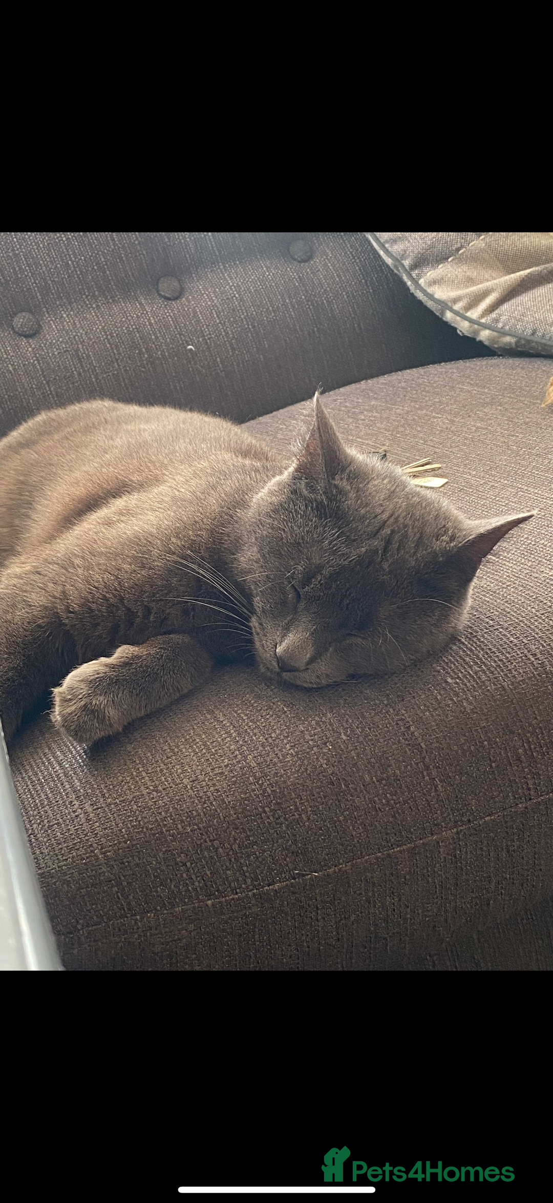 Chartreux cats for sale: 3 kittens for new homes - Image 10