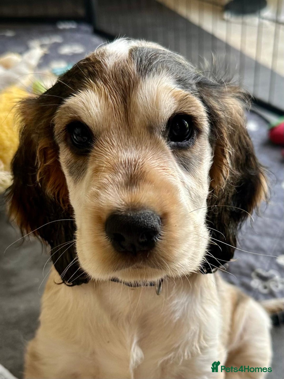Cocker Spaniel dogs for sale: Stunning Pedigree KC Show Cocker Puppies  - Image 18