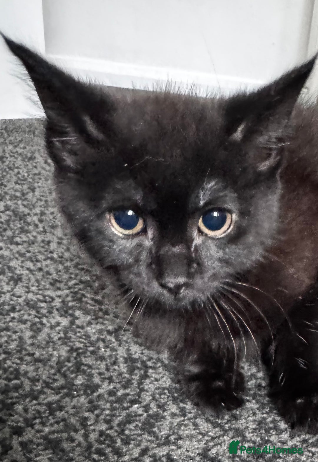 Mixed Breed cats for sale:  4 Kittens British long & short hair mixed breed. - Advert 34