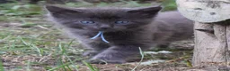 Maine Coon cats for sale: Tica registered DNA tested parents poly Maine Coon - Advert 27