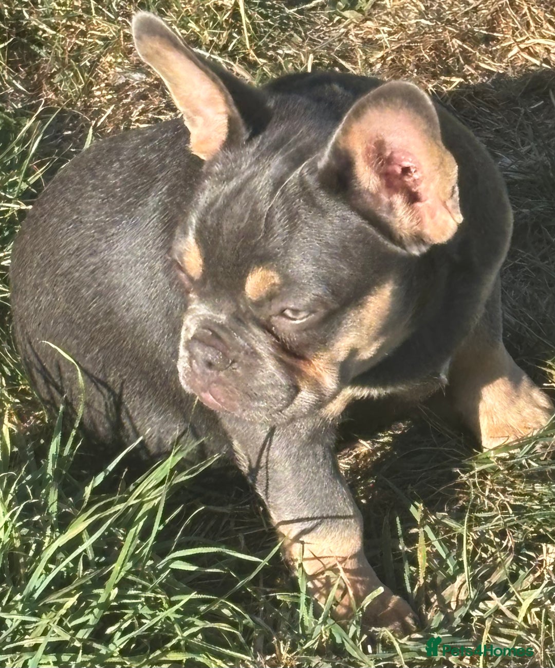 French Bulldog dogs for sale: Isabella wrapped in cream, fluffy carrier - Image 31