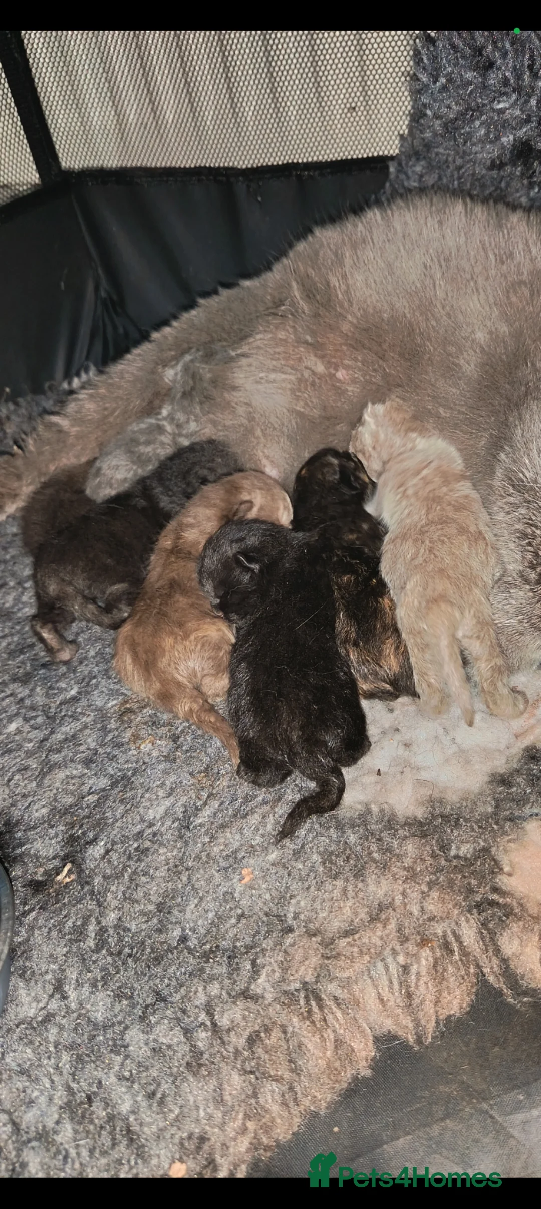 British Shorthair cats for sale: Beautiful GCCF Active Female - Advert 4