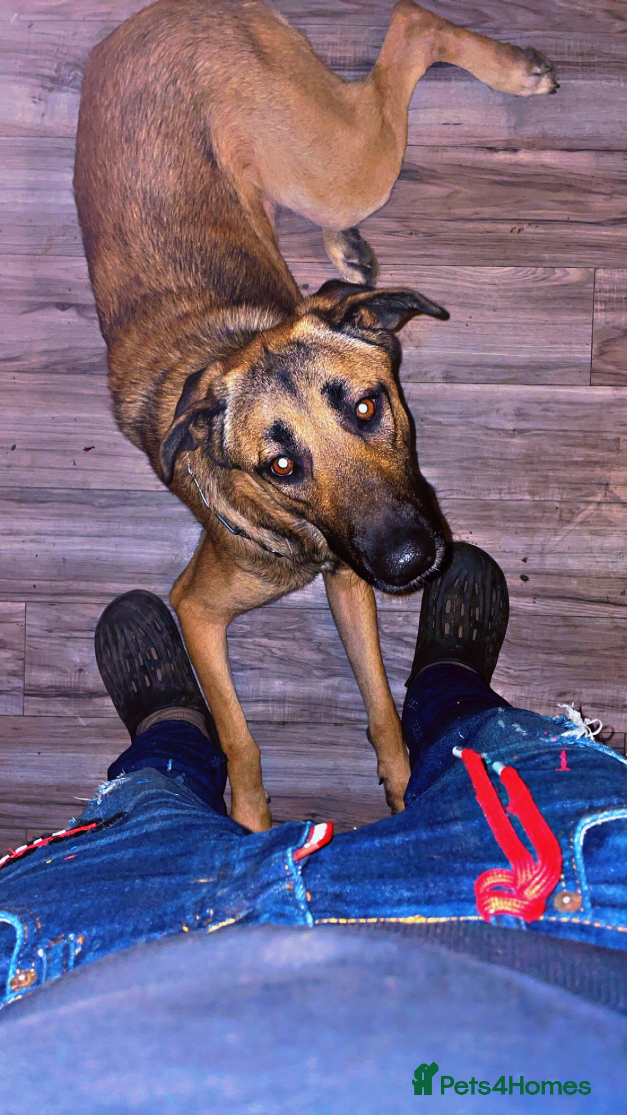 Mixed Breed dogs Roxy.  - Advert 2