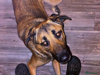 Mixed Breed dogs Roxy. - Advert 1